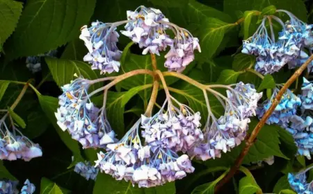 Warum lässt Hortensie Blätter oder Blüten hängen?