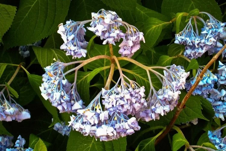 Warum lässt Hortensie Blätter oder Blüten hängen?