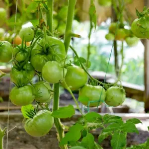 Warum werden Tomaten nicht rot?