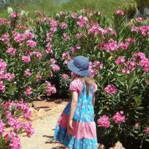 was tun, wenn ihr oleander nicht blüht und wie sie oleander zum blühen bringen