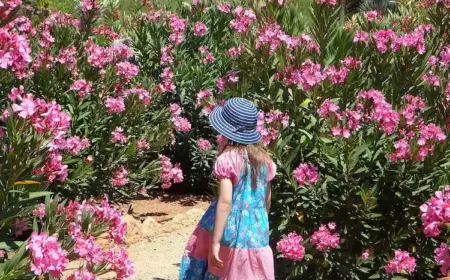 was tun, wenn ihr oleander nicht blüht und wie sie oleander zum blühen bringen