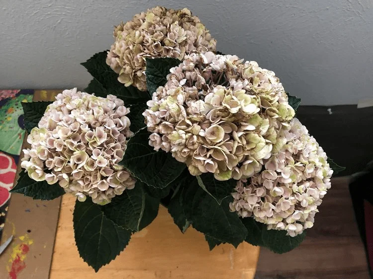 Was verursacht braune Blüten bei Hortensien im Topf?