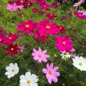 welche blumen im august pflanzen diese 7 blühenden pflanzen sorgen für farbenfrohe blüten