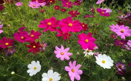 welche blumen im august pflanzen diese 7 blühenden pflanzen sorgen für farbenfrohe blüten