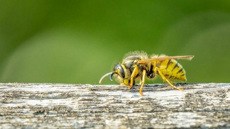 Welche Gerüche hassen Wespen?