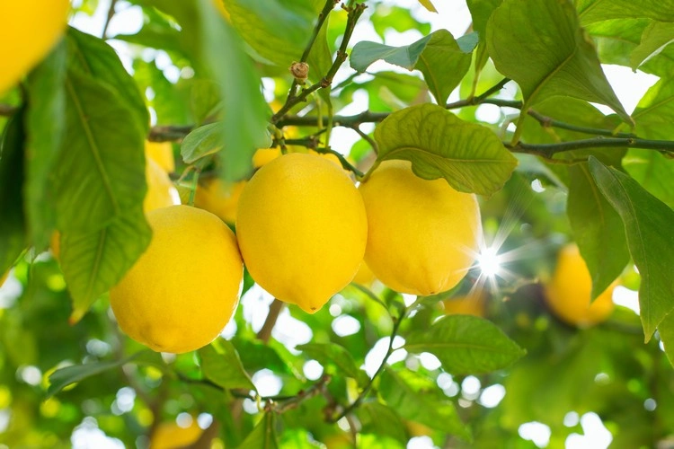 Welcher Dünger für Zitronenbaum verwenden?