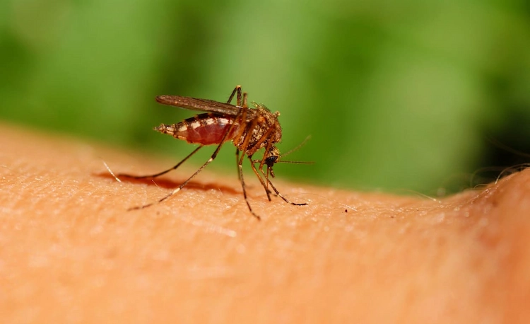 wie funktioniert das Öl gegen mücken