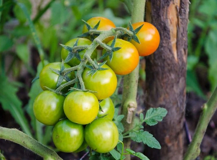 Wie kann man die Reifung bei Tomaten fördern?