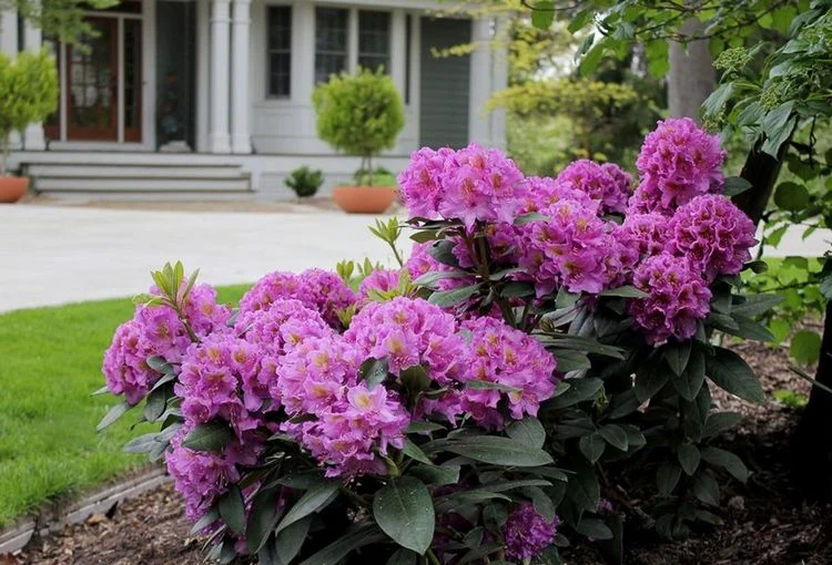 Wie kann man Zikaden an Rhododendron vorbeugen?