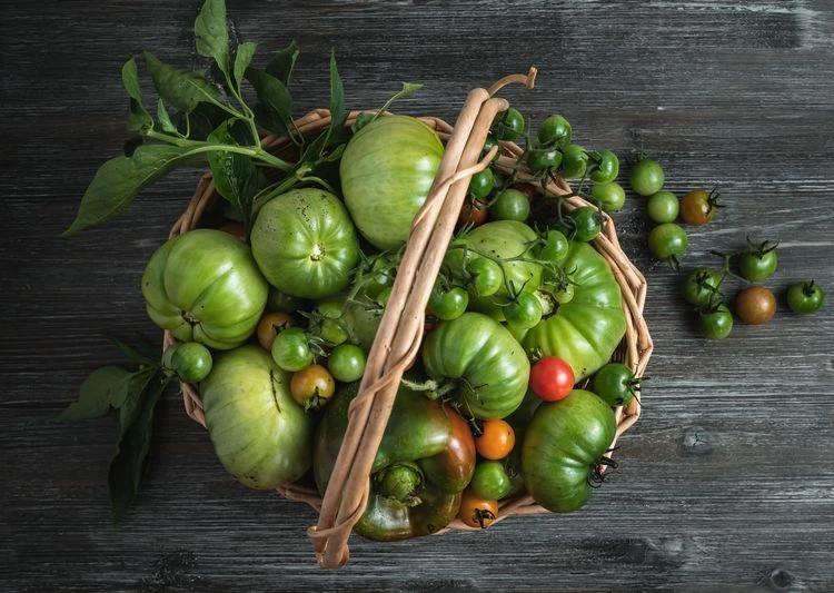 Wie können grüne Tomaten im Haus nachreifen?