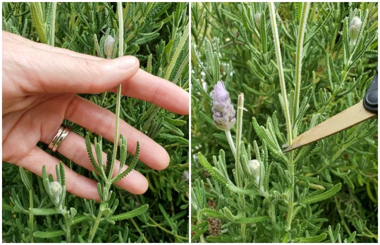 Wie Lavendel schneiden im Sommer