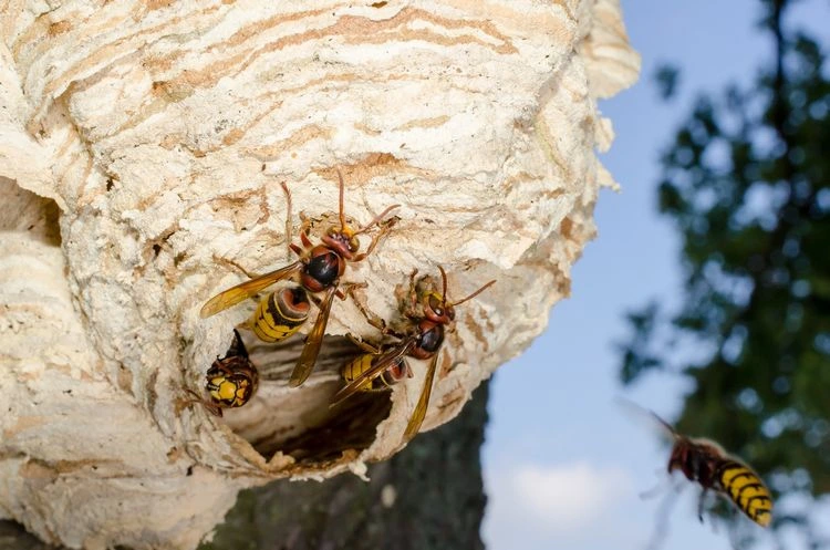 Wie leben Hornissen und Wespen?