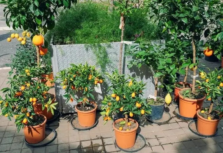 Wie oft Zitronenbaum im Sommer gießen?