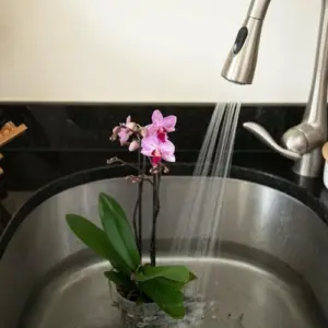 Wie Orchideen gießen - duschen und ins Wasserbad legen eignet sich am besten