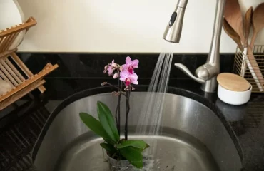 Wie Orchideen gießen - duschen und ins Wasserbad legen eignet sich am besten