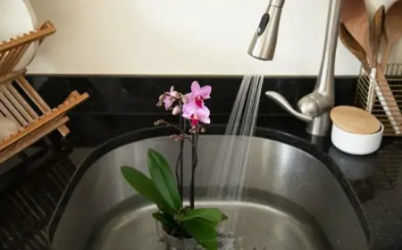 Wie Orchideen gießen - duschen und ins Wasserbad legen eignet sich am besten