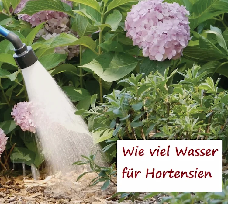 wie viel wasser benötigen hortensien