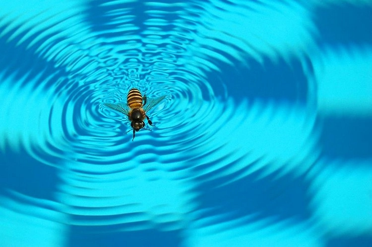 Wie Wespen am Pool vertreiben - Praktische Methoden, um das Problem freundlich zu bekämpfen