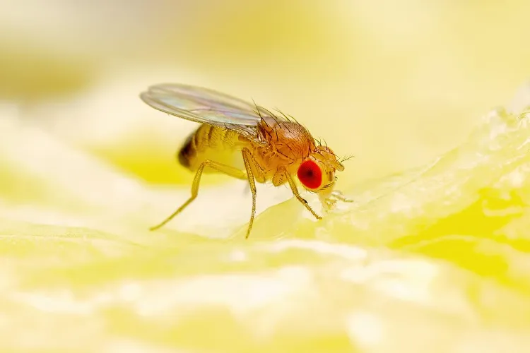 woher kommen fruchtfliegen in der wohnung fruchtfliegen bekämpfen hausmittel