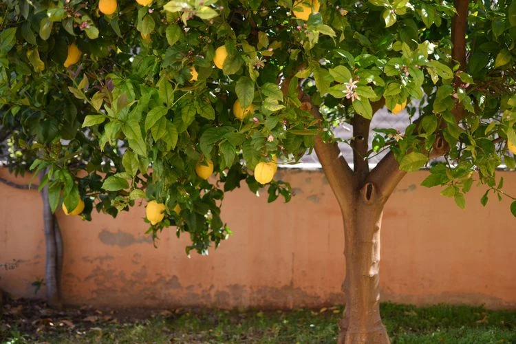 Zitronenbäume im Freien gießen