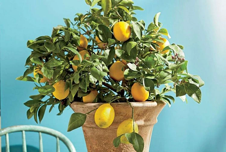 Zitronenbaum im Sommer gießen - Tipps