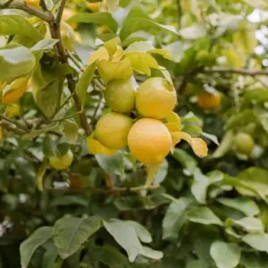 Zitronenbaum im Sommer gießen - wie Sie Ihren Baum bewässern sollten, um reiche und gesunde Ernte zu erzielen