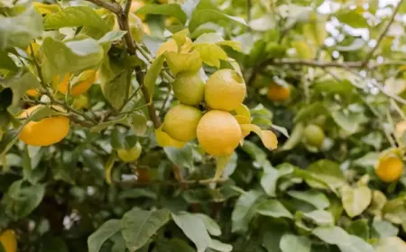 Zitronenbaum im Sommer gießen - wie Sie Ihren Baum bewässern sollten, um reiche und gesunde Ernte zu erzielen