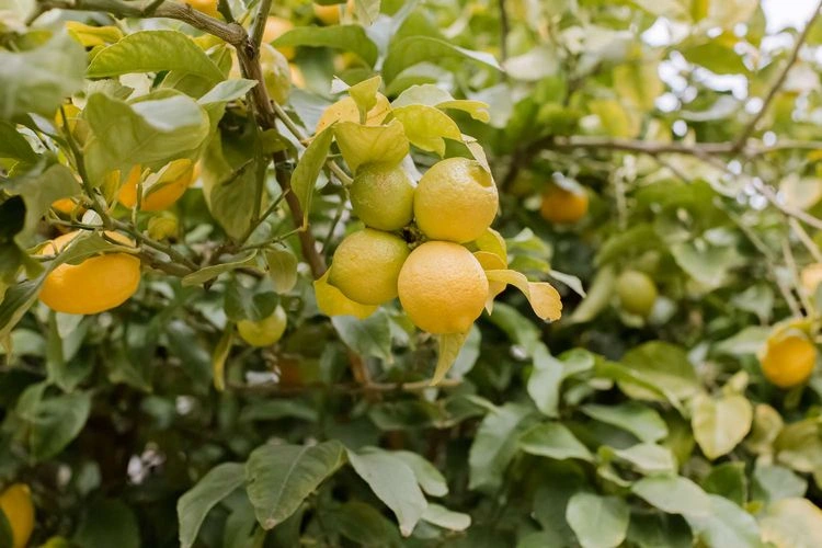 Zitronenbaum im Sommer gießen - wie Sie Ihren Baum bewässern sollten, um reiche und gesunde Ernte zu erzielen