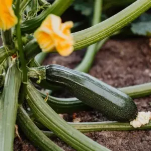 Zucchini Bodenbeschaffenheit prüfen wann bitter