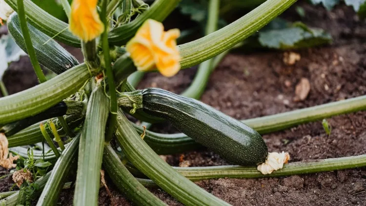 Zucchini Bodenbeschaffenheit prüfen wann bitter