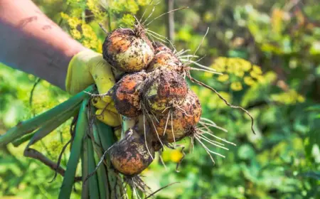 zwiebeln ernten die richtigen methoden und zeitpunkt für ernte, trocknung, lagerung