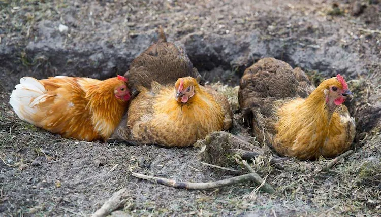 anzeichen für milben an ihren hühnern