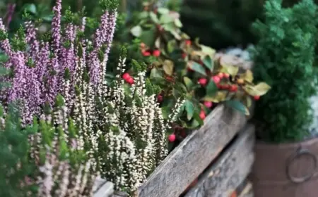 Balkonkasten für Herbst und Winter bepflanzen - Heidekraut, Besenheide und Scheinbeere