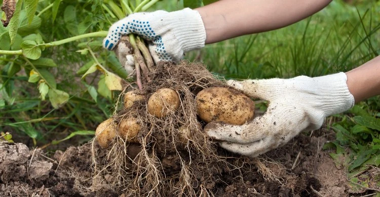 Bei geeigneter Witterung können Kartoffeln bis Ende August gepflanzt werden