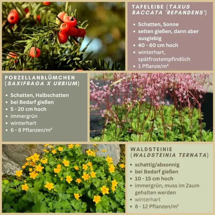 Blühende Pflanzen und mit Beeren zur Grabgestaltung - Tafeleibe, Porzellanblümchen und Waldsteinie