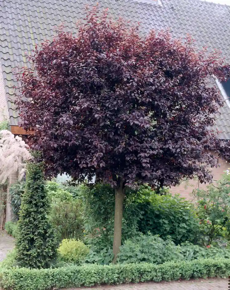 Blutpflaume - Ein prächtiger Baum für den Garten