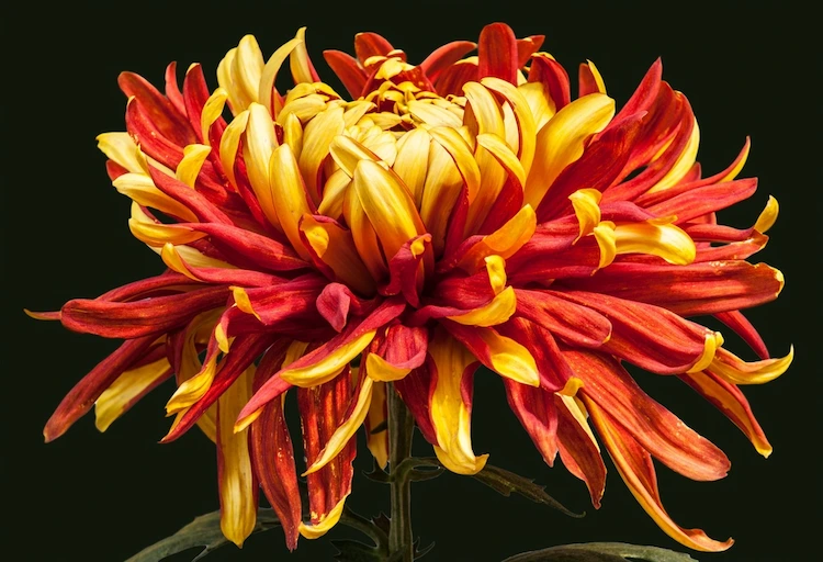 'brennpunkt' ist eine beliebte garten chrysantheme sorte