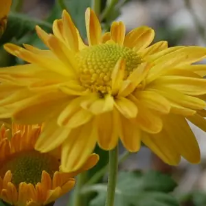 chrysanthemum 'goldmarianne' eignet sich für steingärten
