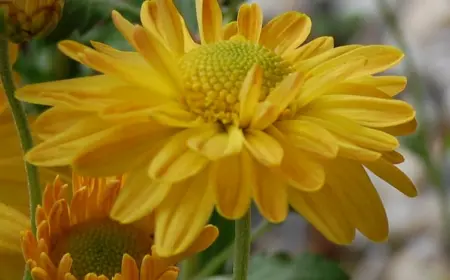 chrysanthemum 'goldmarianne' eignet sich für steingärten