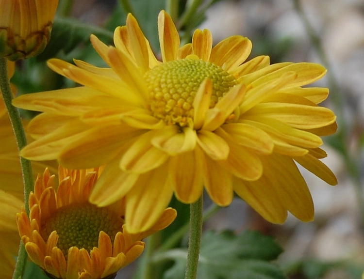chrysanthemum 'goldmarianne' eignet sich für steingärten