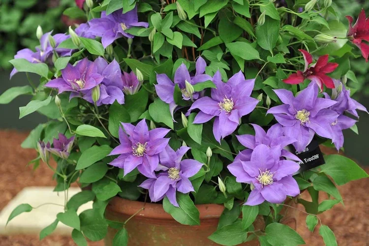 clematis pflanzen im kübel was gilt zu beachten