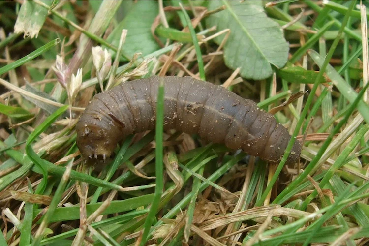 die larve einer wiesenschnake frisst grashalme und kann durch parasitäre nematoden bekämpft werden