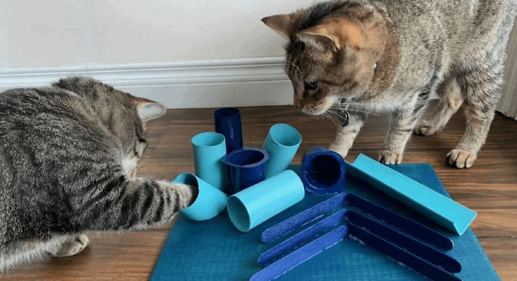 DIY-Katzenpuzzle einfach herstellen