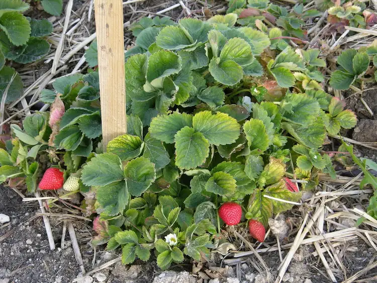 erdbeeren pflanzen im august tipps zum anbau und pflege