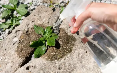 Essigwasser gegen Unkraut verwenden besprühen