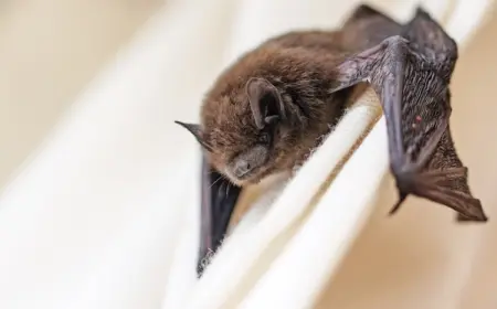 Fledermaus im Haus - Was kann man tun?