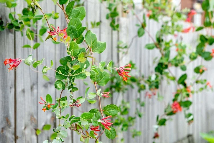 Geißblume Kletterpflanze für Hauswand und Zaun