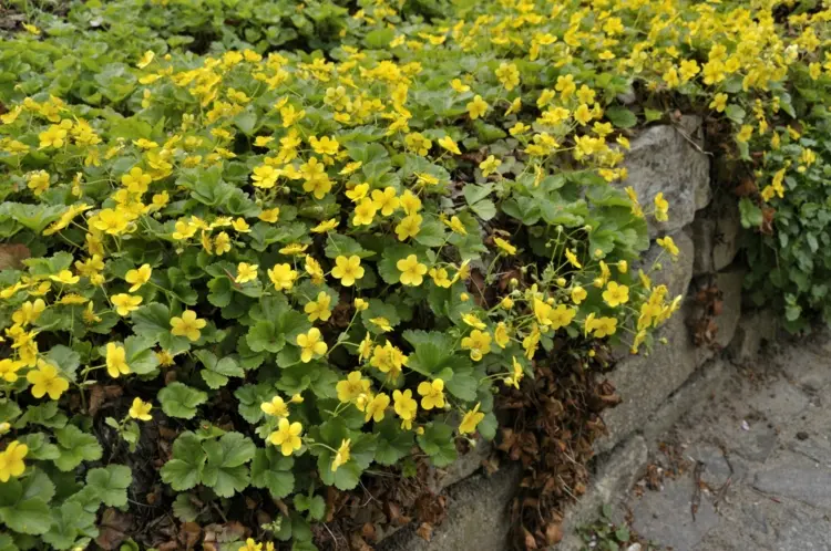 Gelbe Teppich-Goldbeeren (Waldsteinia ternata) als kriechende oder Steingarten-Pflanze
