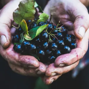 gesunde aroniabeeren ernten und verwenden