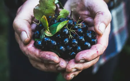 gesunde aroniabeeren ernten und verwenden